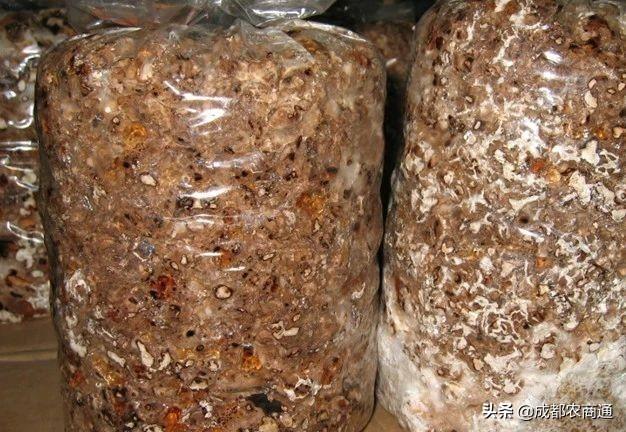 种香菇 种香菇（种香菇用什么树） 生活