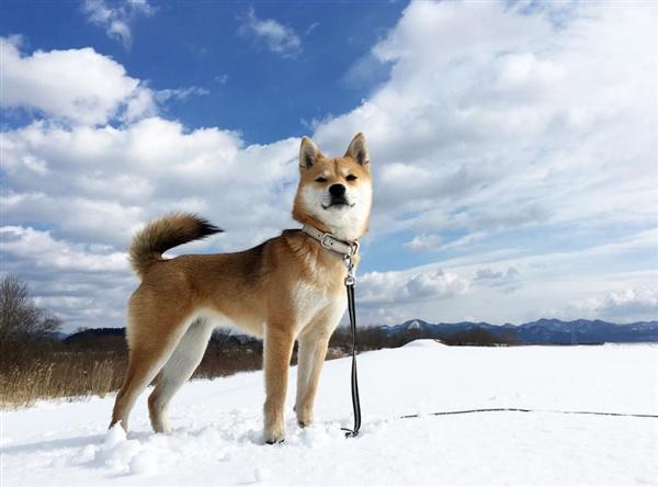 名犬价格