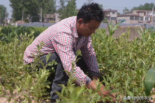 解决田间抗性杂草，农民朋友想到一个主意，安全除草就得到解决