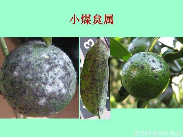 柑橘煤烟病怎么治？果农：柑橘煤烟病不可怱视，做好这几点就行了