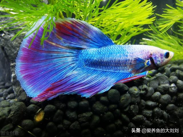 鱼缸是亚克力的好还是玻璃的好(自制永不换水生态鱼缸)