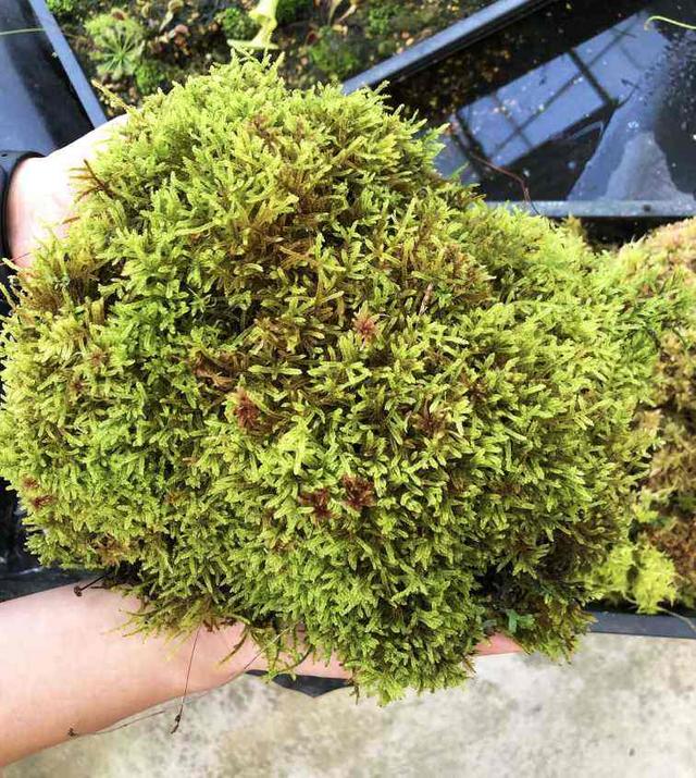 苔藓 苔藓（苔藓植物） 生活