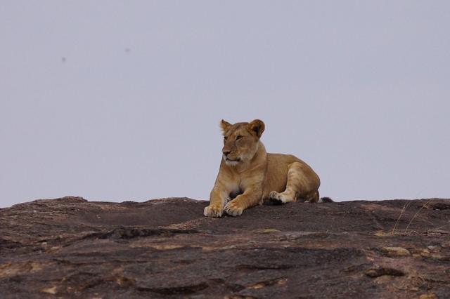 生活在非洲的野生动物主要有哪些「生活在非洲的野生动物主要有狮子」