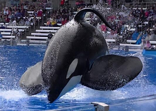 海豚聪明还是人类聪明（海豚聪明还是人类厉害）