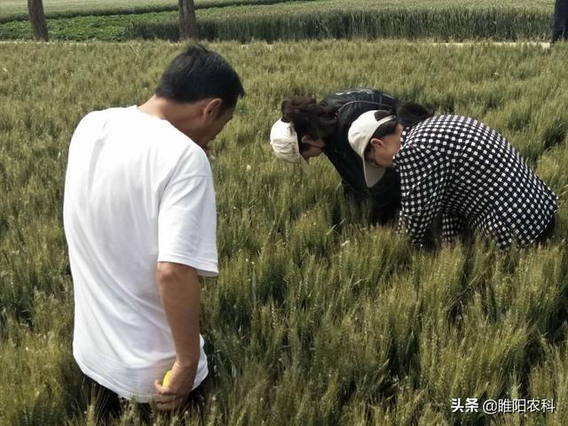 万能药芸苔素内酯，用这四个黄金配方，既能治病又能增产