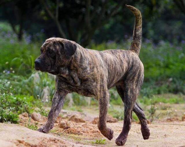 十大护卫犬 十大护卫犬（十大护卫犬排行榜） 动物