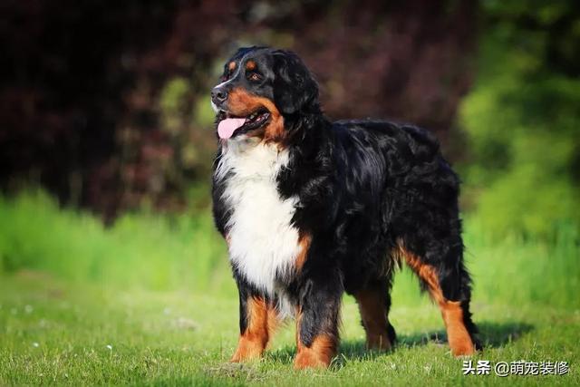 长须牧羊犬 长须牧羊犬（古代长须牧羊犬） 动物