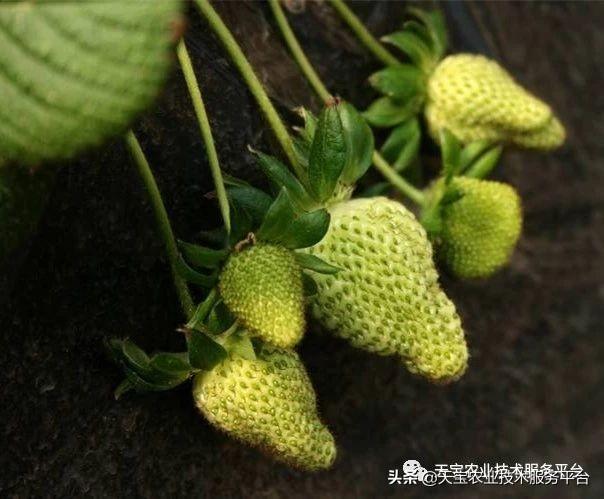 草莓着色不良、僵果、畸形果，是病吗？16