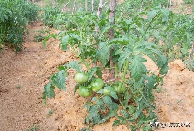 降雨高湿，番茄灰叶斑病快速流行？田间做好5项措施避免病情加重6