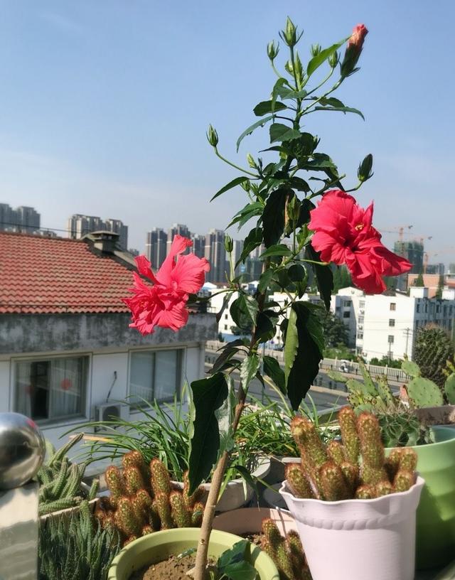 扶桑花怎么养 扶桑花怎么养（扶桑花怎么剪枝视频） 生活