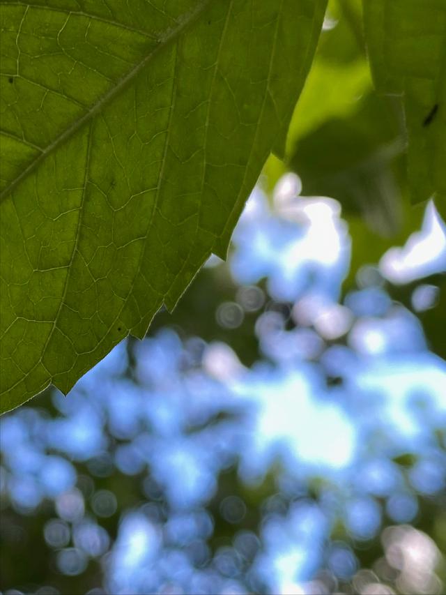 意不意外? 华为P50 Pro首测2: 网友要求再拍10组对比, 逼出它影像极限