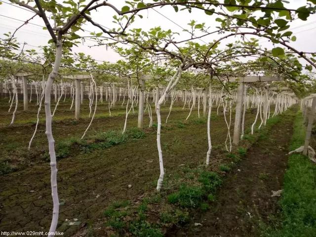 猕猴桃果园“清园神器”石硫合剂，到底该咋用？1