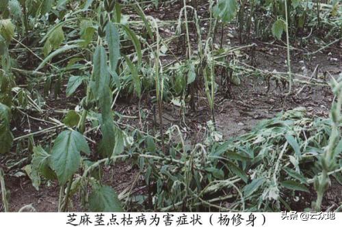 高温多雨天气，谨防芝麻茎点枯病发生蔓延，采用多种措施综合防治