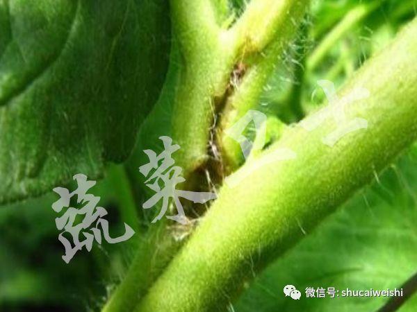 ​夏季高温，番茄“芽枯病”的防控你做好了吗？2