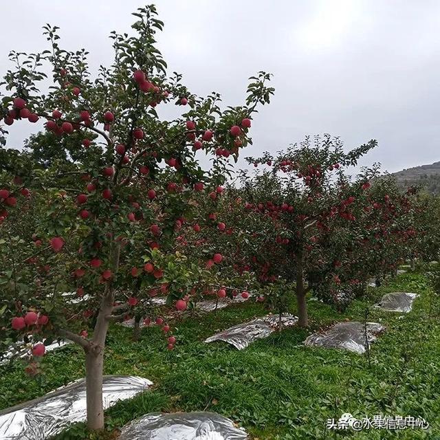 苹果的种类 苹果的种类（苹果的种类大约有多少种） 生活
