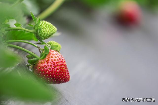 草莓的栽培技术及管理方法视频 草莓的养殖方法和注意事项，做好5点轻松养好