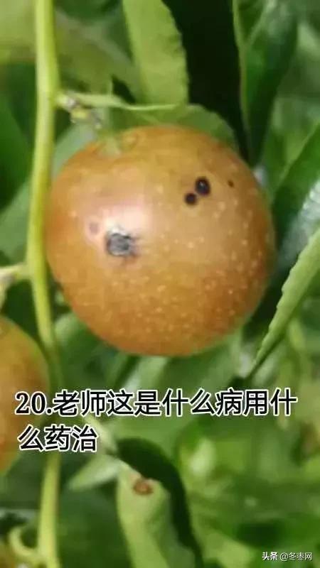 冬枣现在叶面喷施醋起什么作用，一千斤水配多少？2