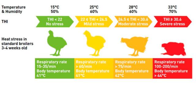 鸡皮肤在高温下会少