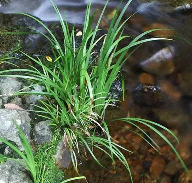 水培鱼缸