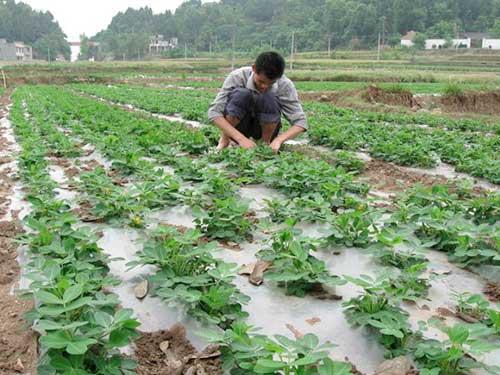 种植春花生，巧施钙肥，花生抗病又增产2