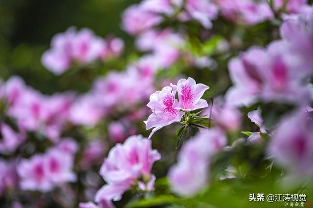 杜鹃花是否有毒