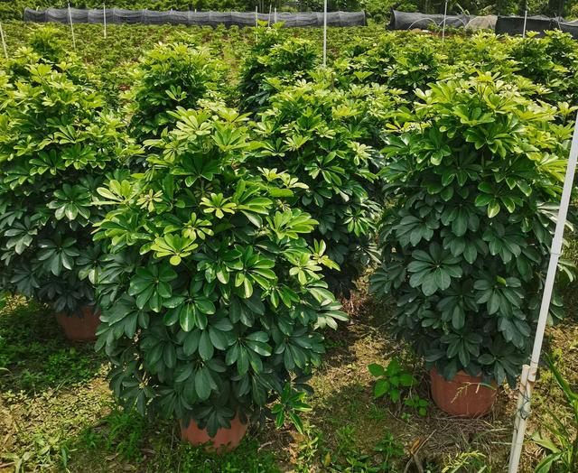 观叶植物