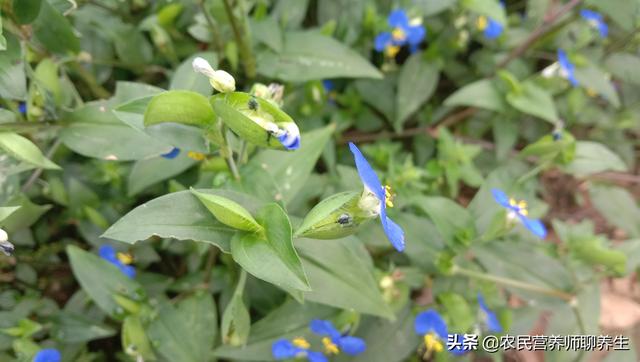 鸭跖草不是饭包草！煮水代茶喝，解决了不少人的烦恼