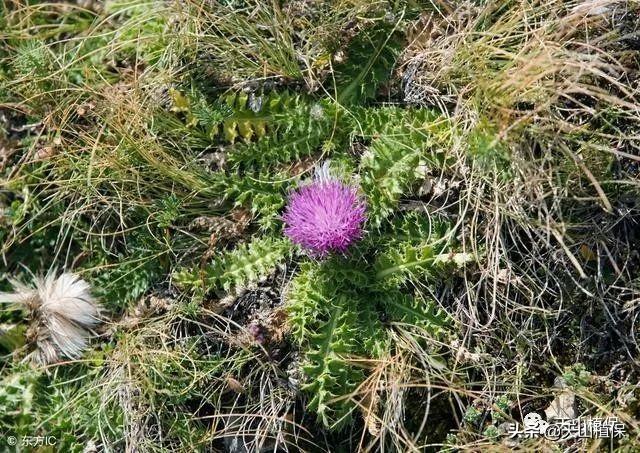 除草剂是怎么除草的，你知道吗？3