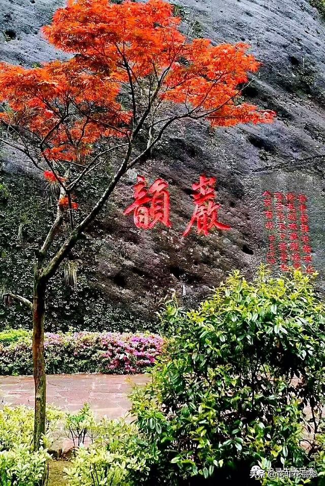 正宗大红袍茶叶价格多少钱一斤（茶王大红袍一斤价值500万元）