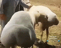 搞笑的GIF动态图：单身久了，看到羊我都觉得很性感