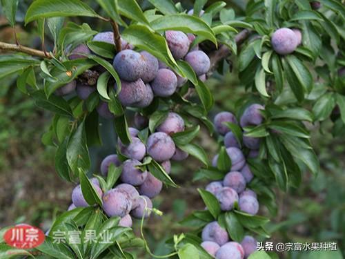 脆红李子苗批发，虽是老品种贵在市场稳定，果实品种佳，口感甜