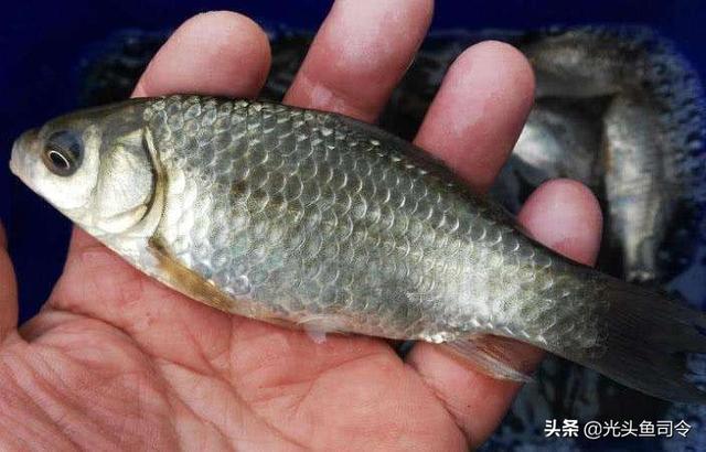 昂刺鱼没有鱼鳞吗