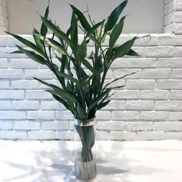 水生花卉 水生花卉（水生花卉有哪些类型） 生活