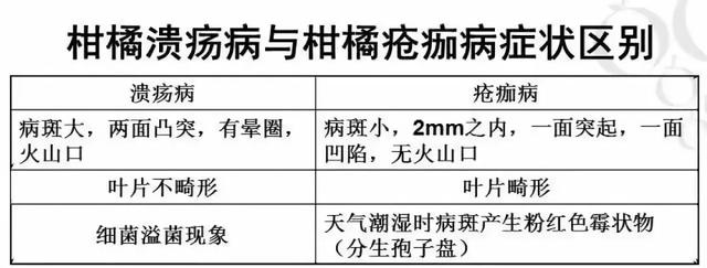 柑橘病害篇之疮痂病5