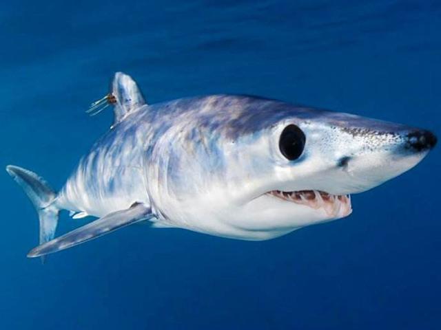 饥饿鲨灰鲭鲨图片