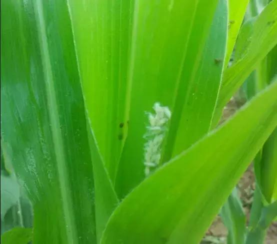 天越旱，虫害越重！玉米粘虫危害和发生原因特征，以及防治方法10