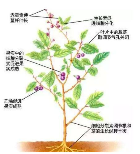 DA-6，复硝酚钠，增产胺、芸苔素各有什么优缺点？看完就懂了