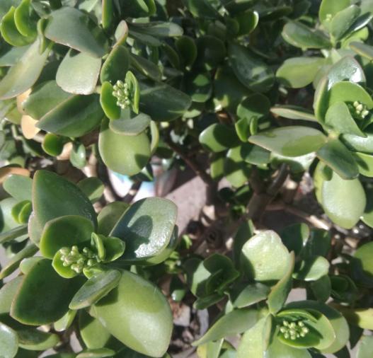 厚脸皮植物 厚脸皮植物，厚脸皮植物怎么修剪 生活