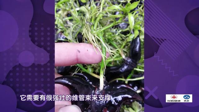 水中的“碧螺春”，滋阴润肺、护肠通便、提高免疫，咳嗽、疲劳的人要常吃