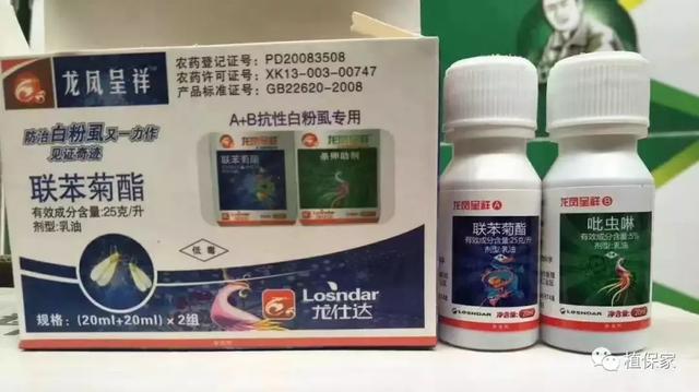 白粉虱很难打，这种情况不要怕，只要用对药虫卵能双杀6