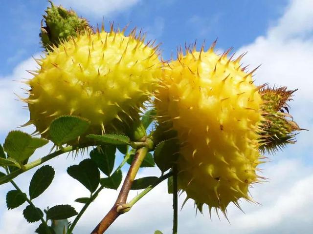 入冬后记得给孩子吃8种“维生素冠军”，我家常吃7种，你家呢？