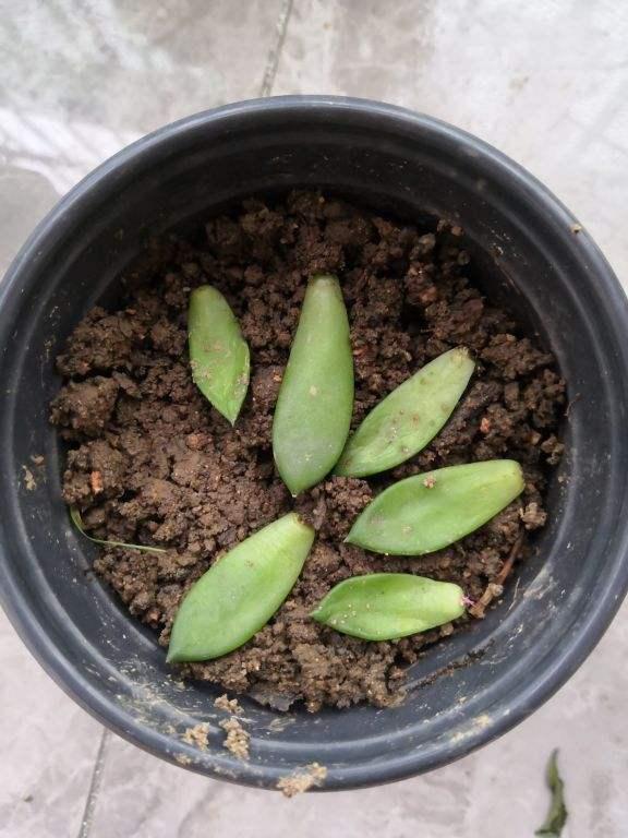 制砂机设备阳台养花