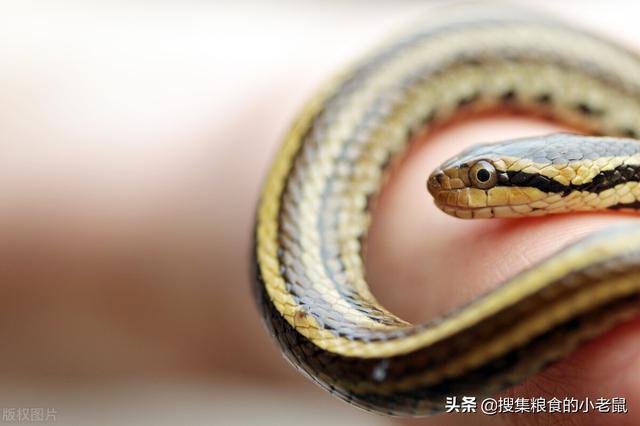 蛇，地球上最恐怖的动物，没有之一-第4张图片-趣闻屋