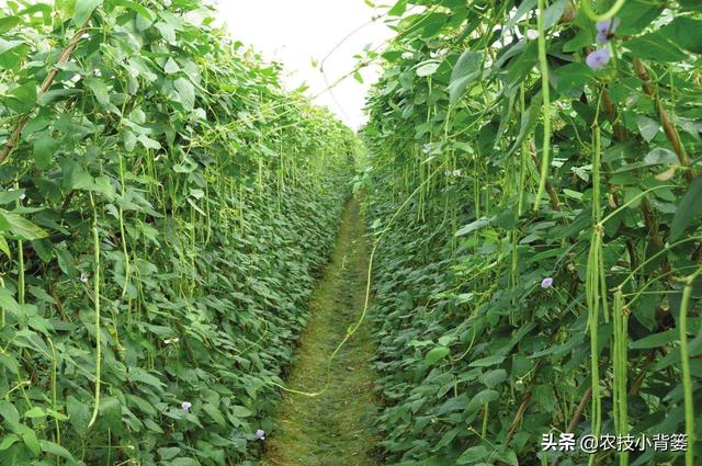 豆角化花是怎么回事