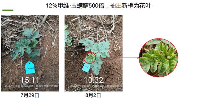 甲维·虫螨腈真“高效”！不仅杀虫还“杀苗”！西瓜用了可能绝收6