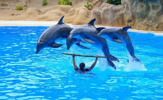 经过训练的海豚会干什么经过训练的海豚都会干什么