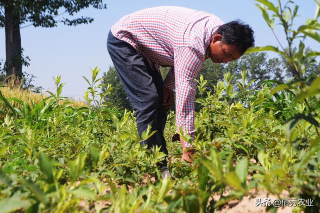 后百草枯时代，除草剂最厉害的是哪种？农民该怎么选？7