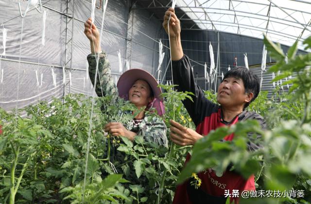 番茄种植 番茄种植（番茄种植记录观察记录表） 生活