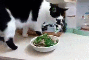 幽默的动态图片GIF：这舞是不是要火，太沙雕了