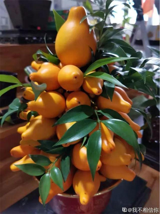 黄金果可以放多久（年橘有什么养护诀窍）
